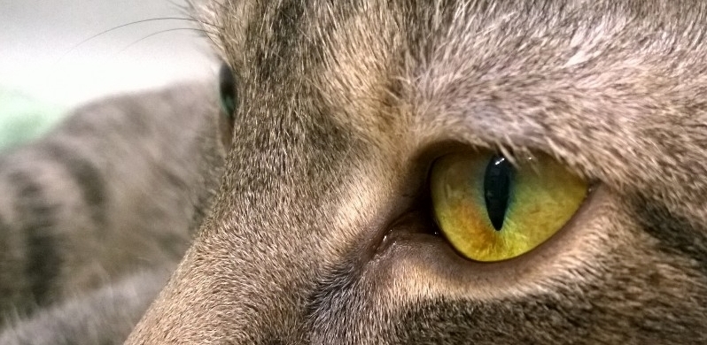 The Work Cat Charlie.
