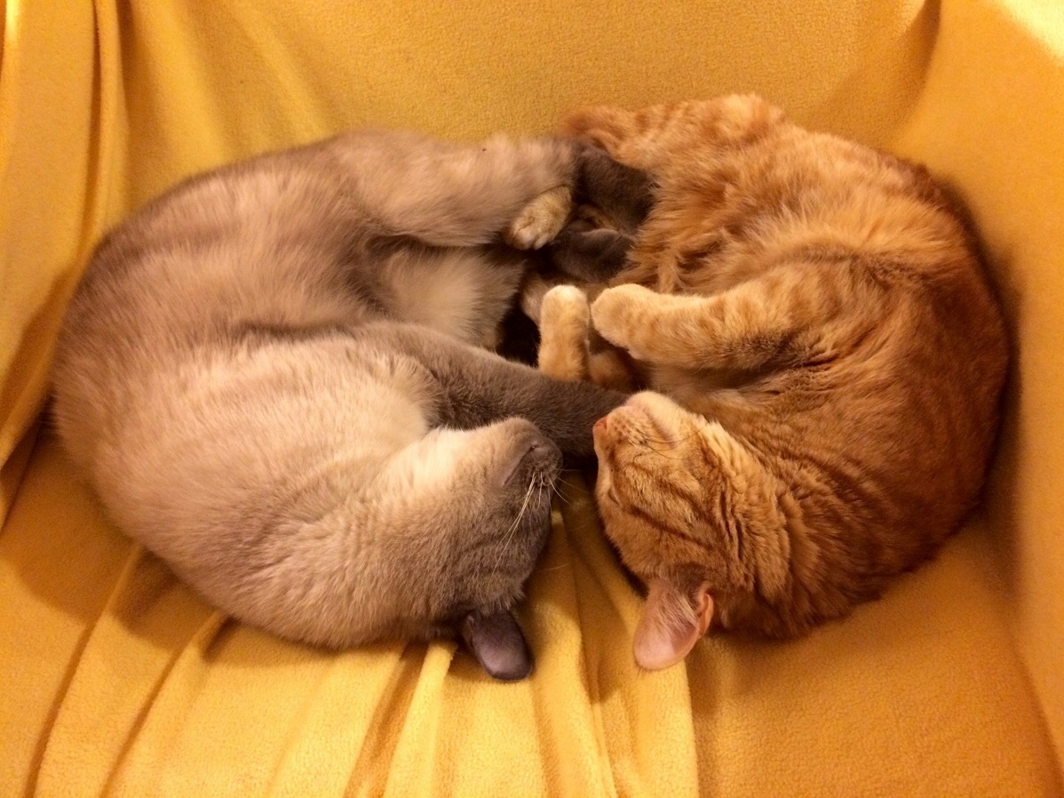 Thems Are Buds