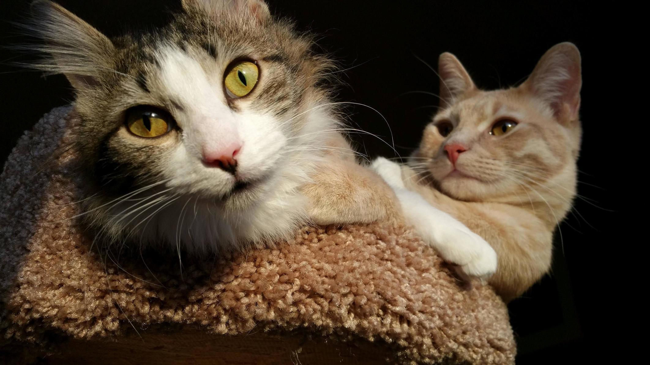 They Look So Sweet and Innocent. Its an Act.
