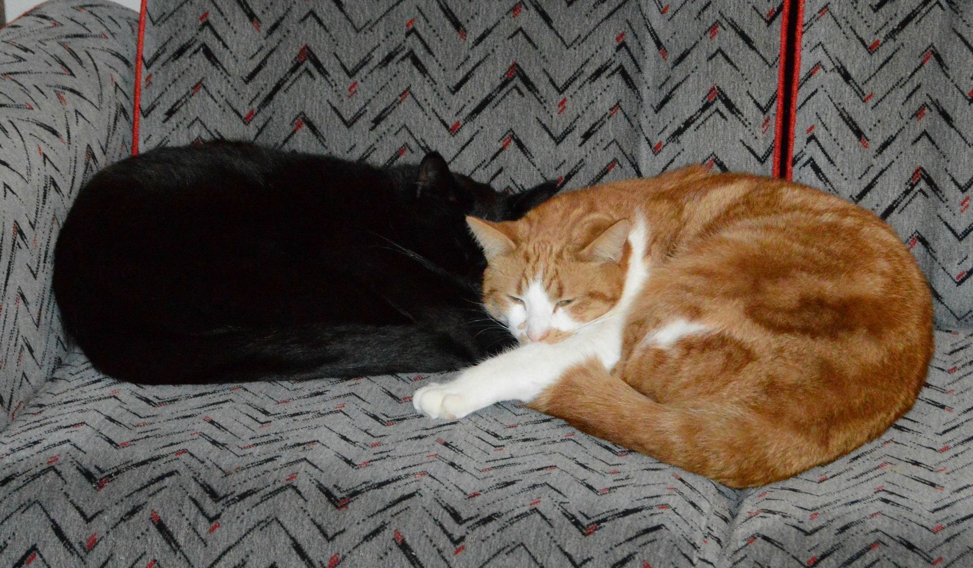 Theyre a Bit Shy Towards People but They Love Each Other