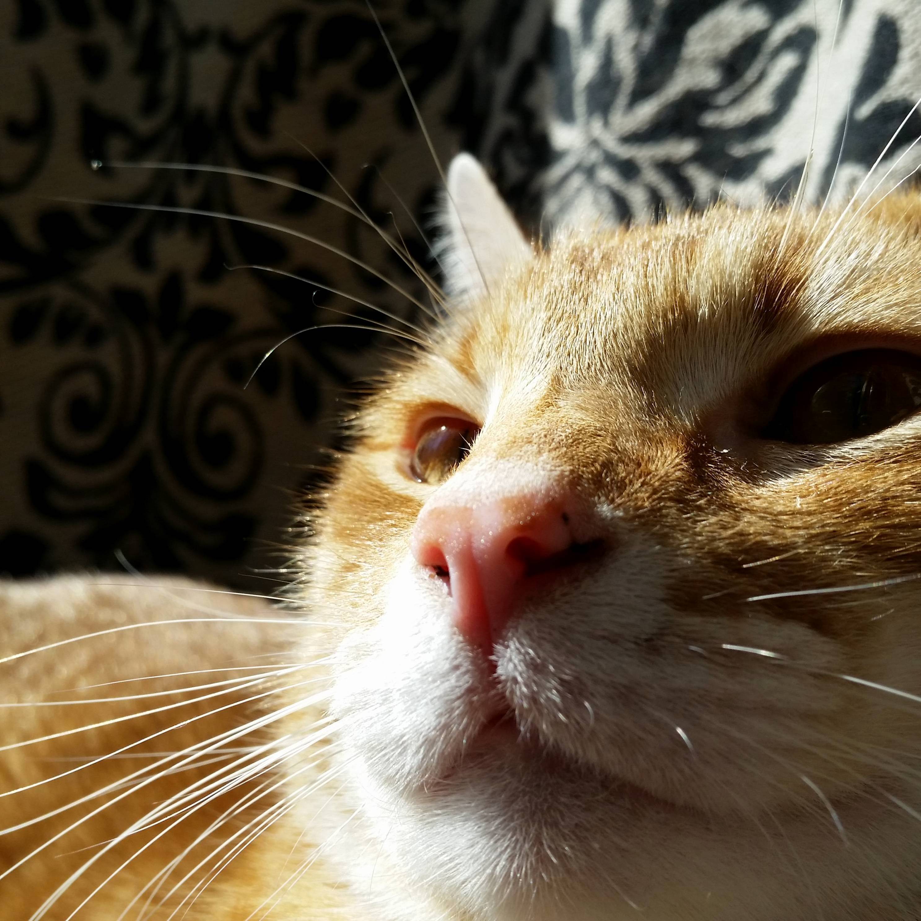 This Guy Turns 2 in a Few Days. He Name Is Fry but We Call Him Orange Joe.