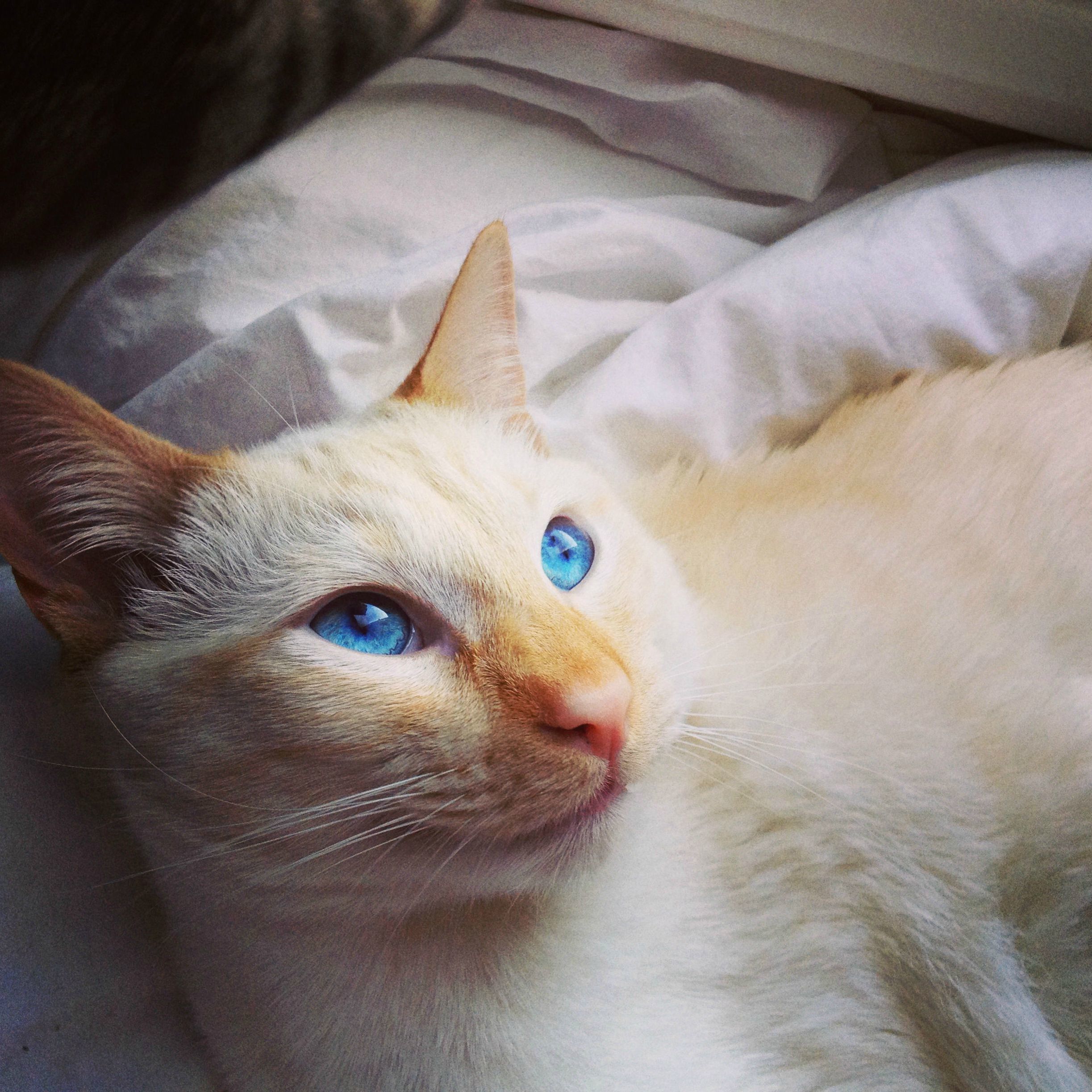This Is Cessna. My One Year Old Flame Point Siamese.