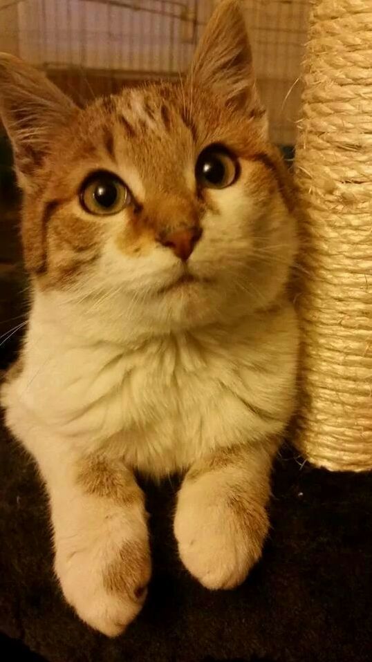 This Is Dopey Opie the Adorable Kitten That My Wife Caught in the Warehouse Where She Works After Being Stuck in a Semi Trailer