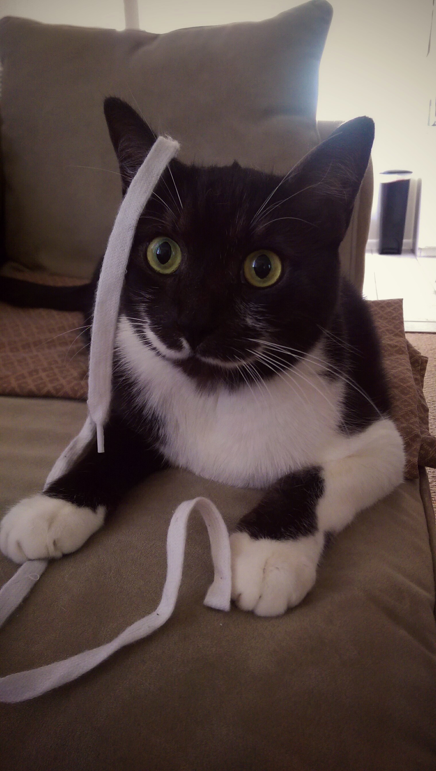 This Is Fenton Quite Derpy.