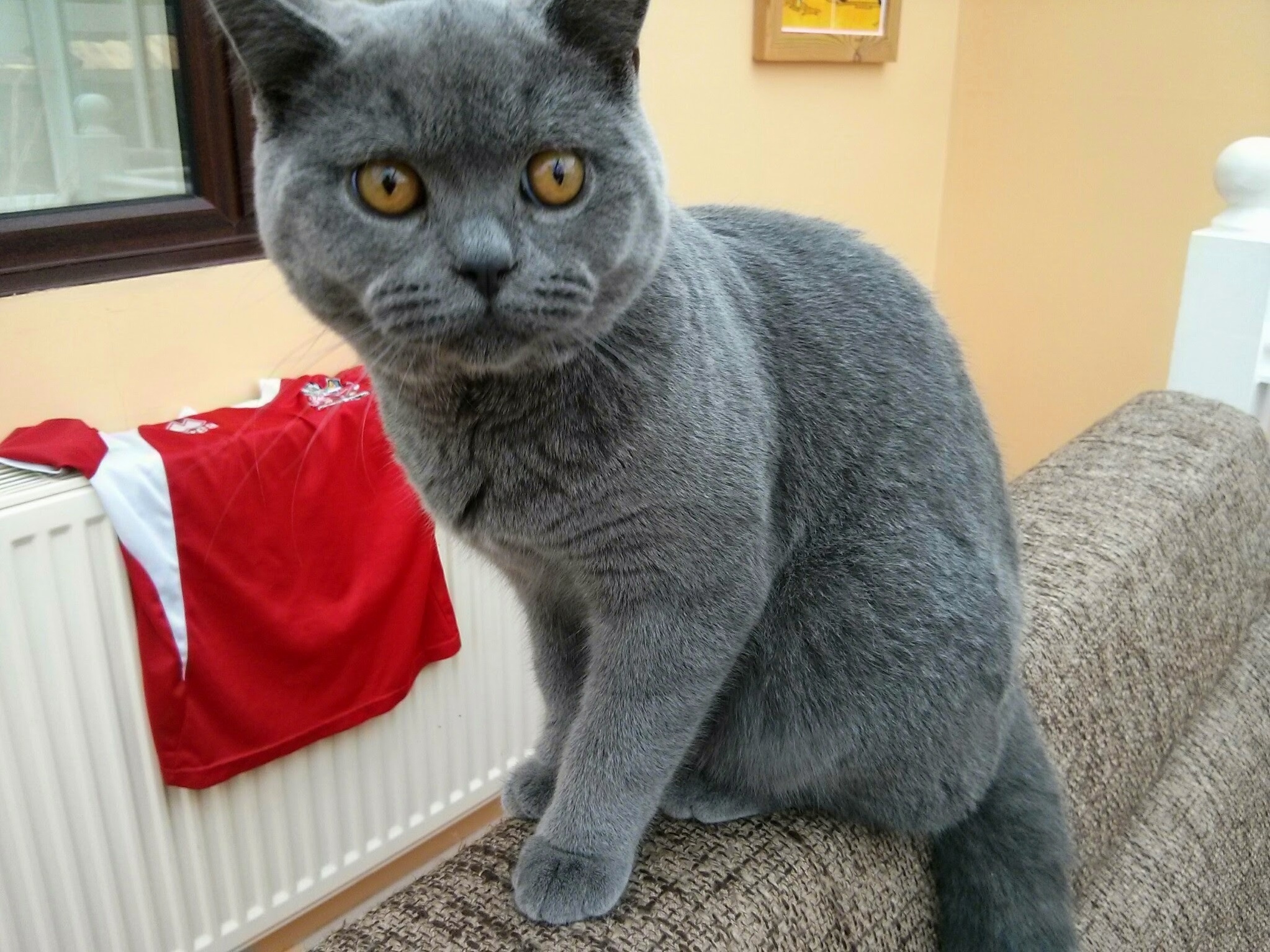 This Is Garak. Hes a British Blue.