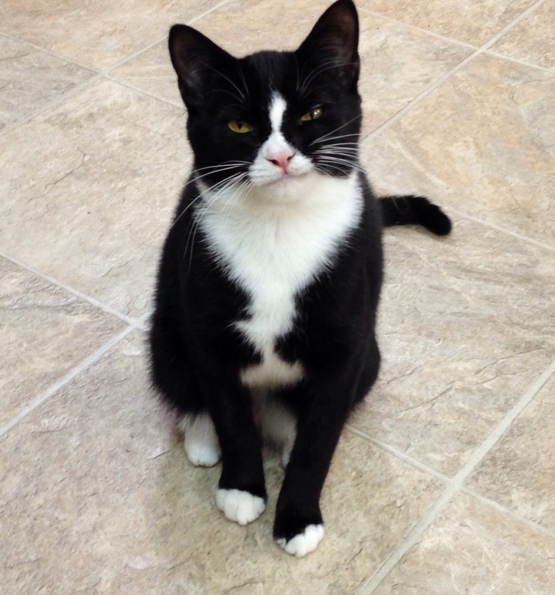 This Is Gus He Kind of Looks Like Grumpy Cat.