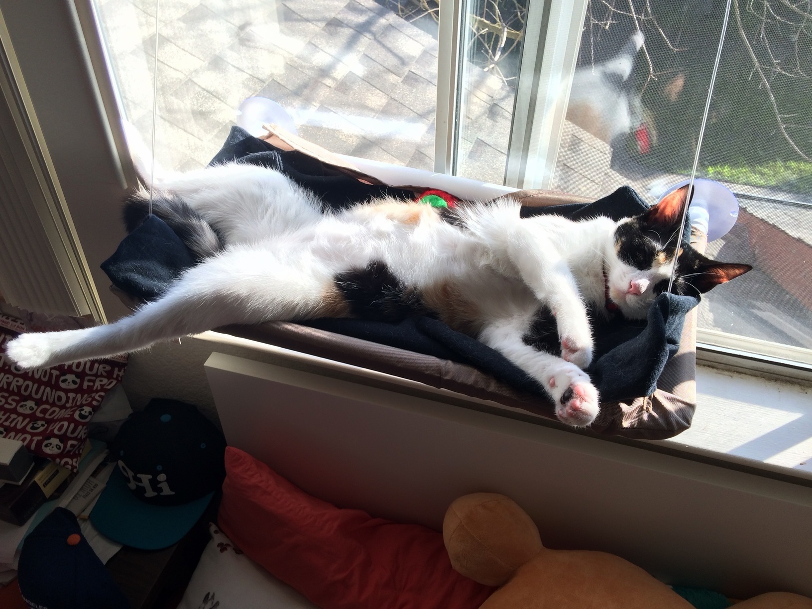 This Is How My Cat Sleeps...