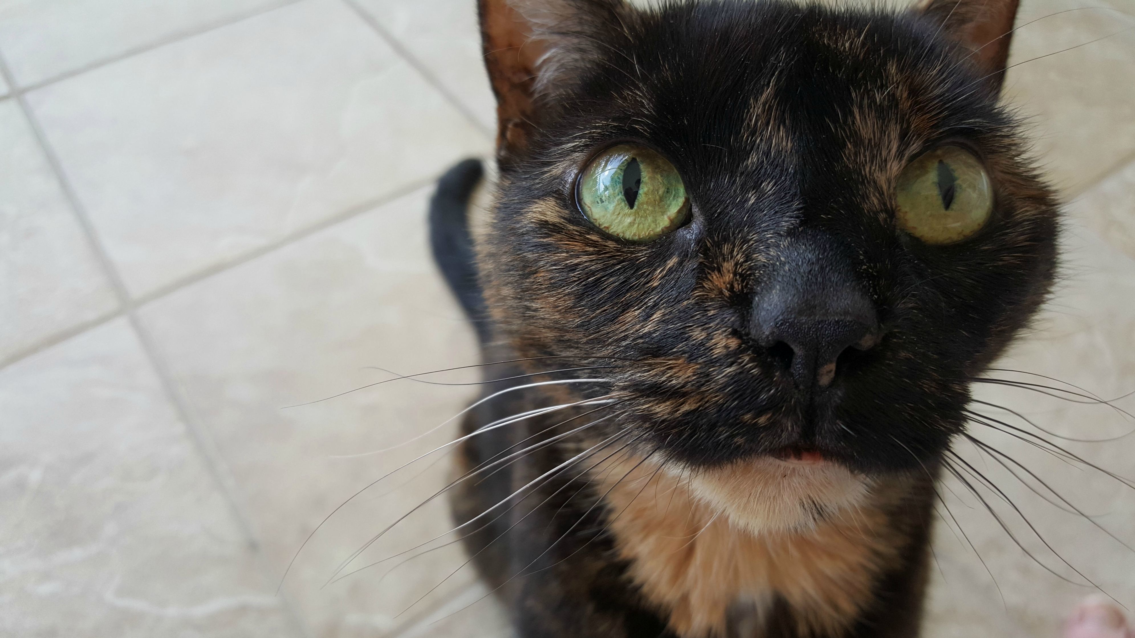 This Is Mocha. She Is Old and Sick. but Shes Still a Pretty Girl.