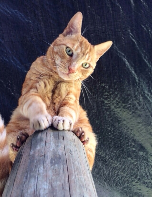 This Is My Cat His Name Is Meow and He Is 12.