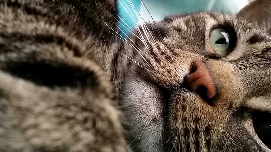 This Is My Cat Wallace. He Got Out About a Month Ago and Never Returned. I Ve Lost Hope in His Return. Rip. I Miss You So Much.