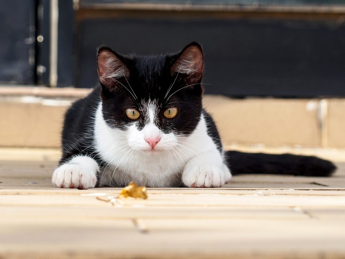 This Leaf...it Is Mine.