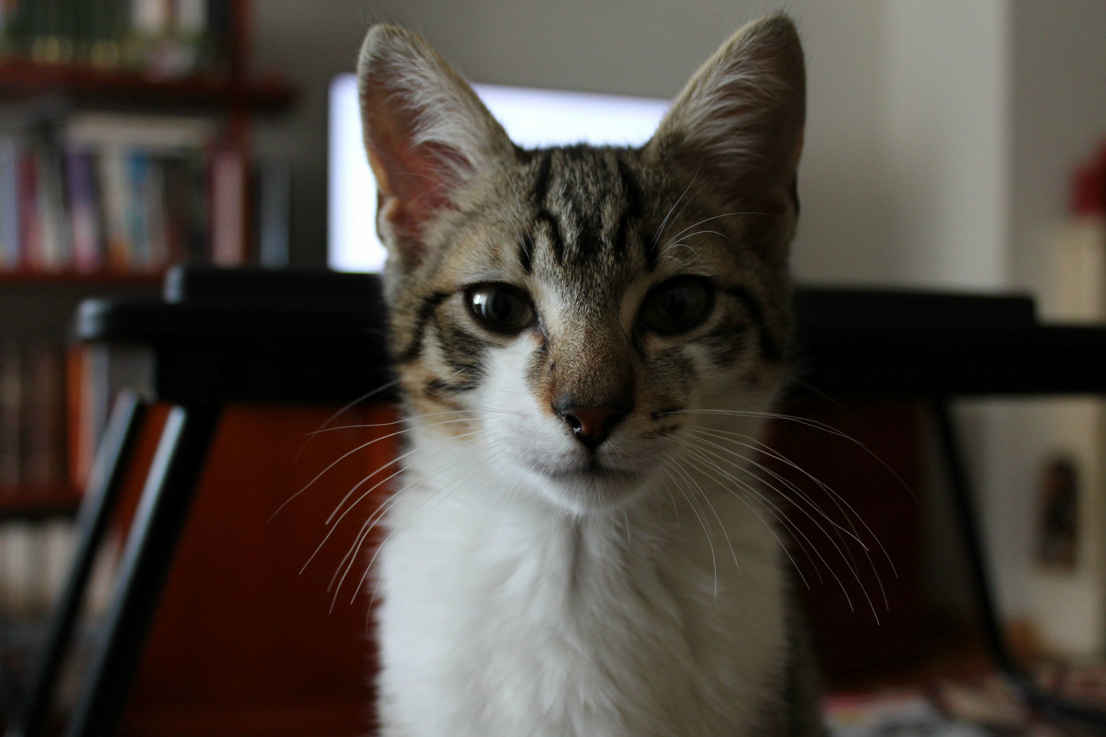 This Little Guy Is Getting More and More Docile