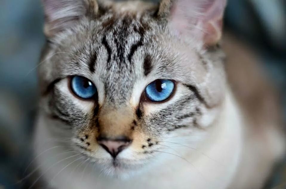 Those Blue Eyes Though.