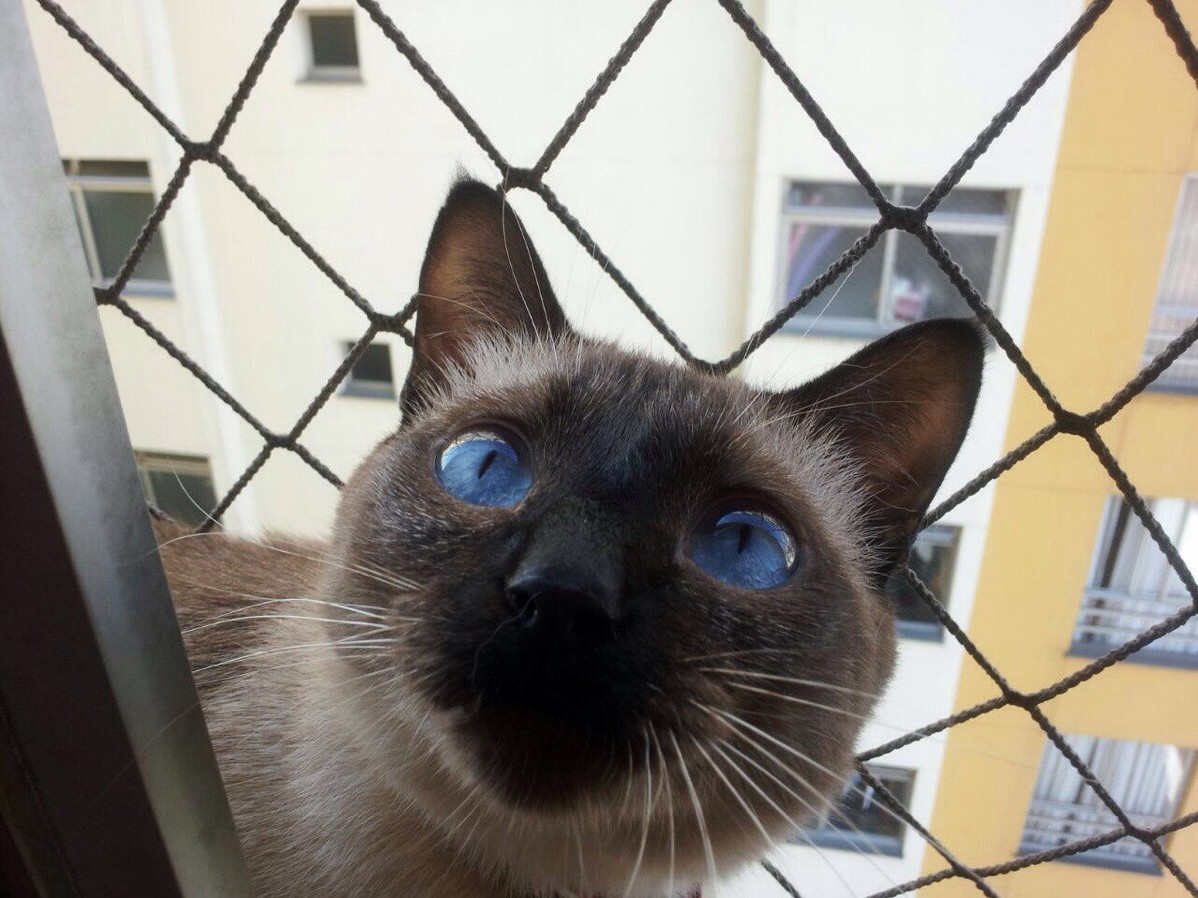 Those Shiny Eyes