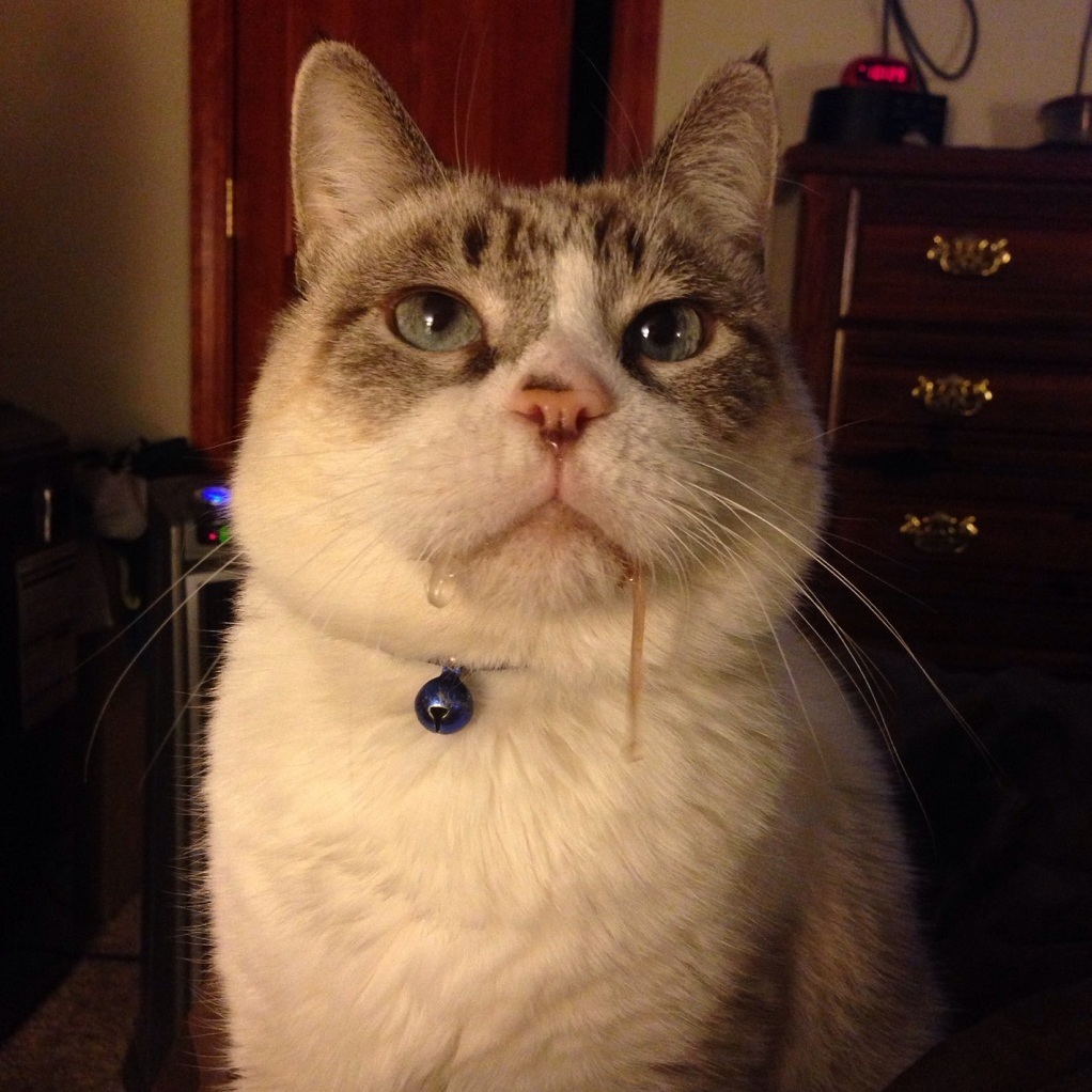 Tigger Knows If I Have a Glass of Milk Hes Getting the Bottom Inch. His Drool As He Waits Is Out of Control.