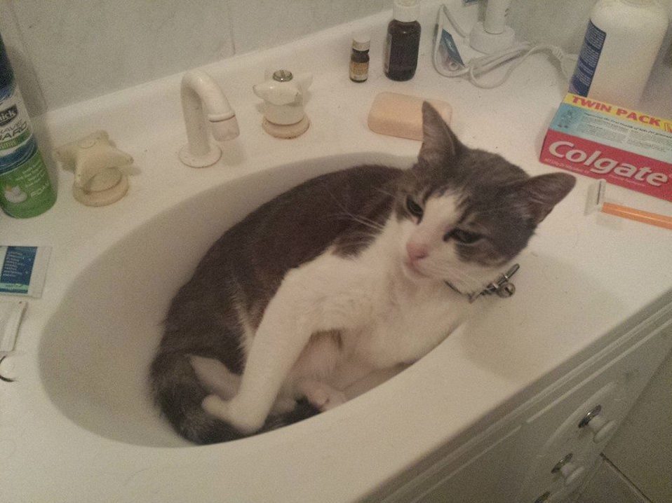 Took Him 3 Years to Discover the Sink. Ladies and Gentlemen Eddyboy.