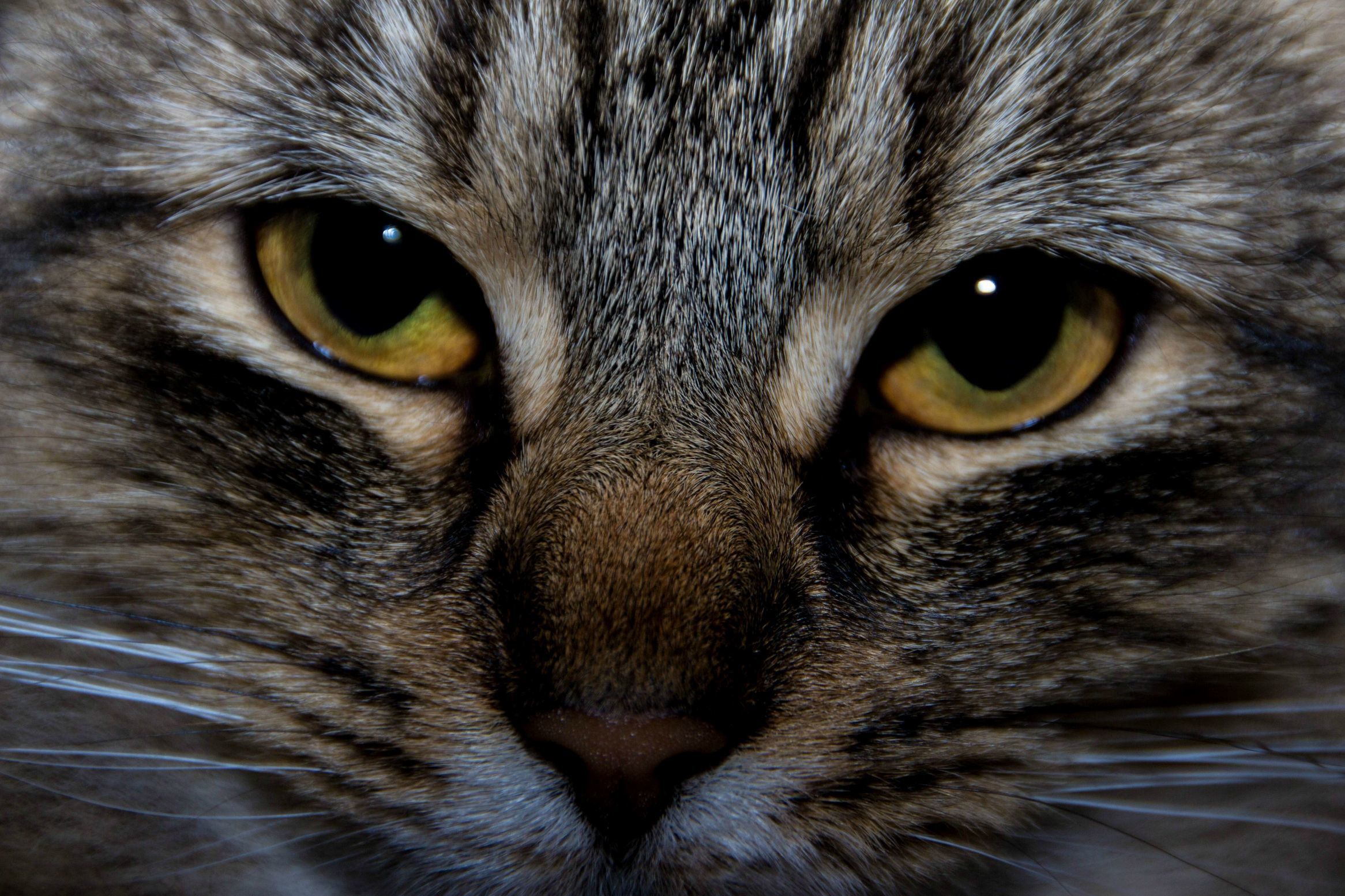 Trying to Get Better at Photo Editing...this Is Kit Kat