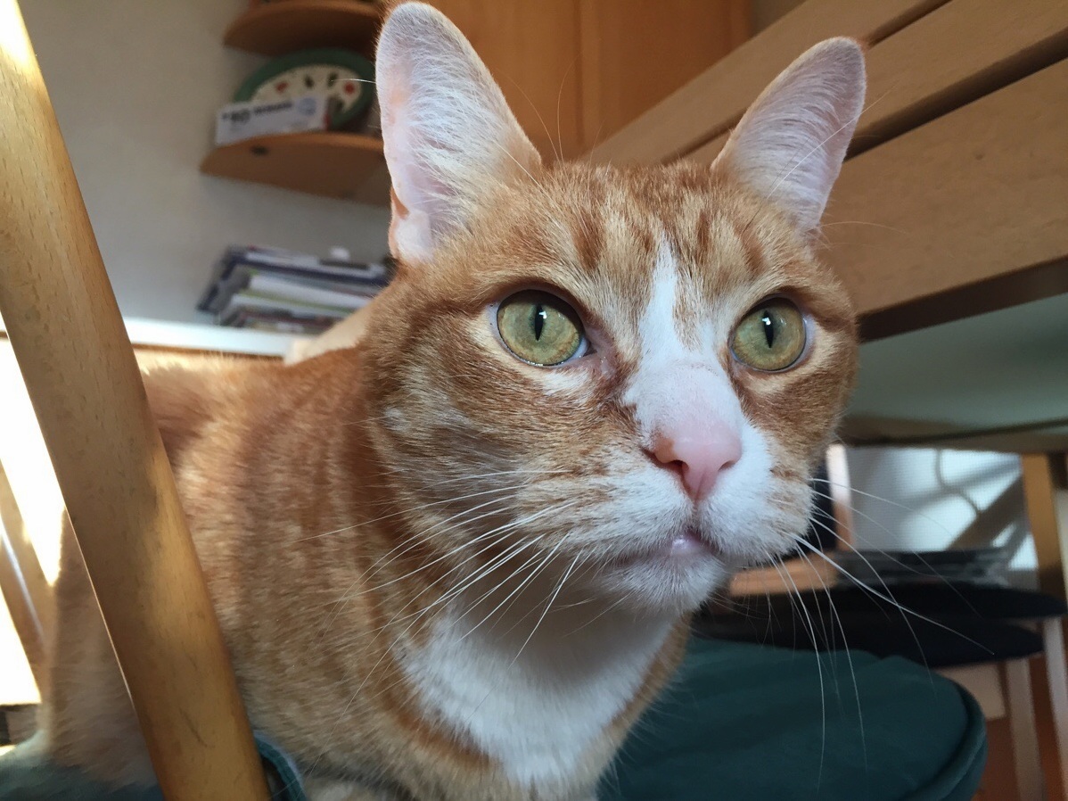 Up Close and Personal Kitty