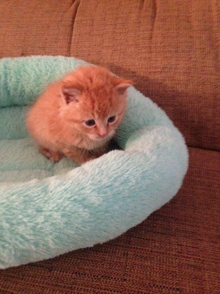 Update Sherlock Got a Clean Bill of Health from the Vet We Start His First Round of Kitten Shots in the Next Few Weeks