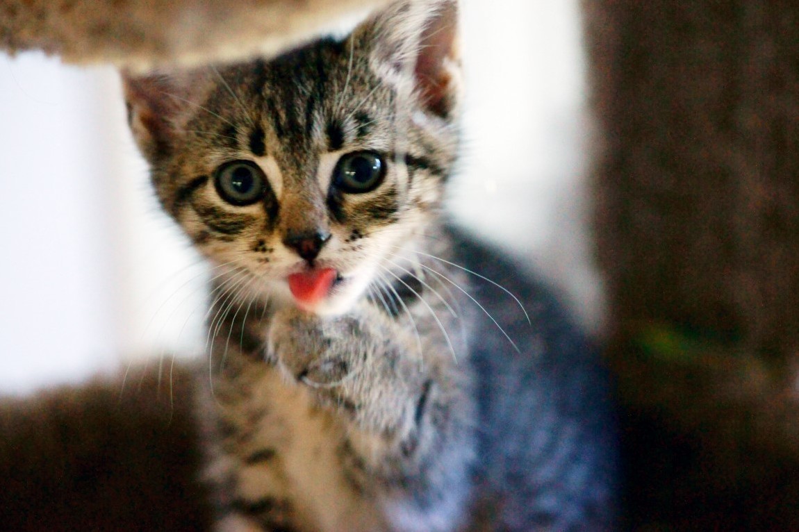 Valentina Foster Kitten