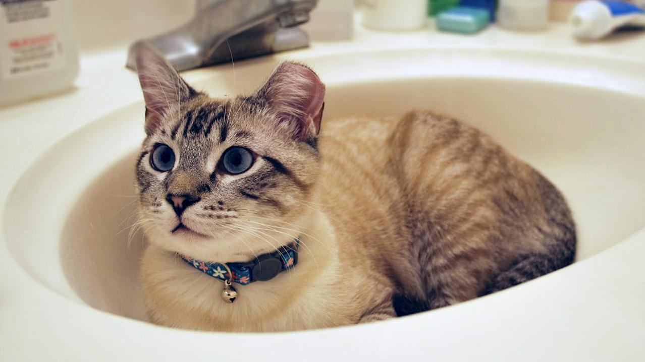 Walked Into My Bathroom to This... Aww