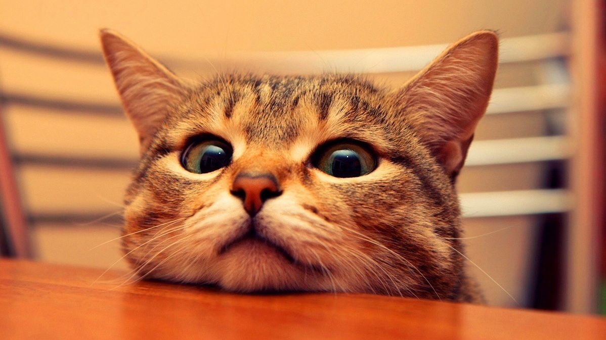 Watcha Up to