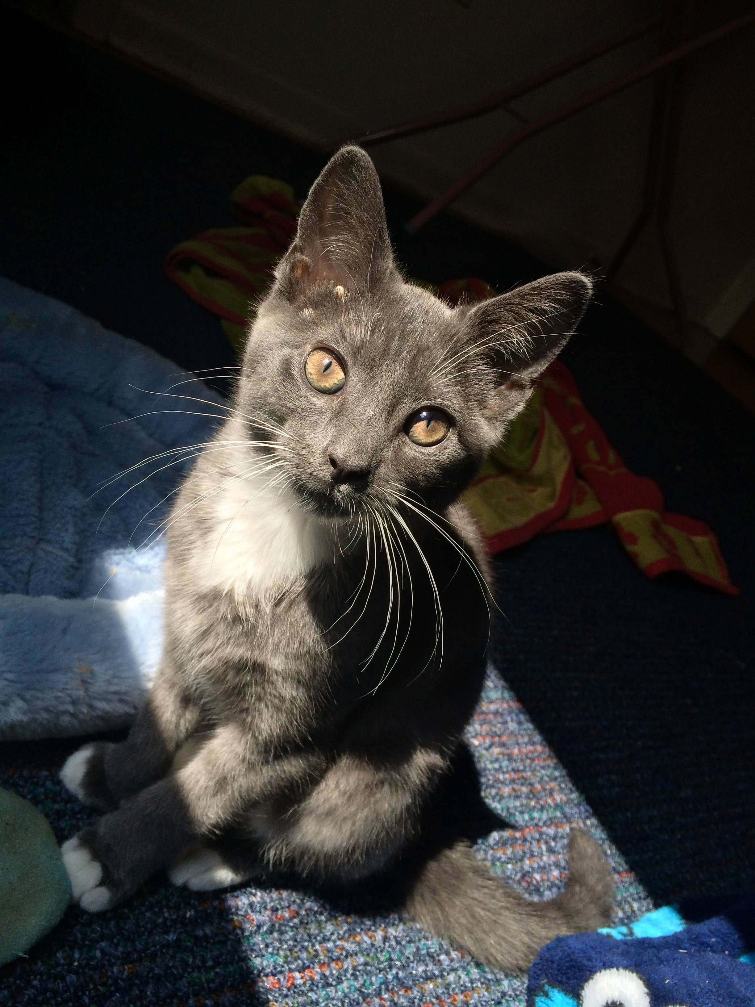 What Do You Guys Think of Athena