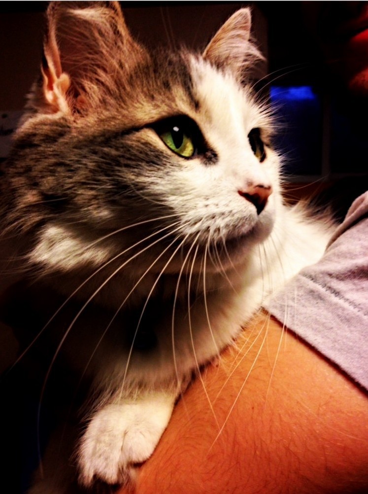 When Your Cat Is Prettier Than You...