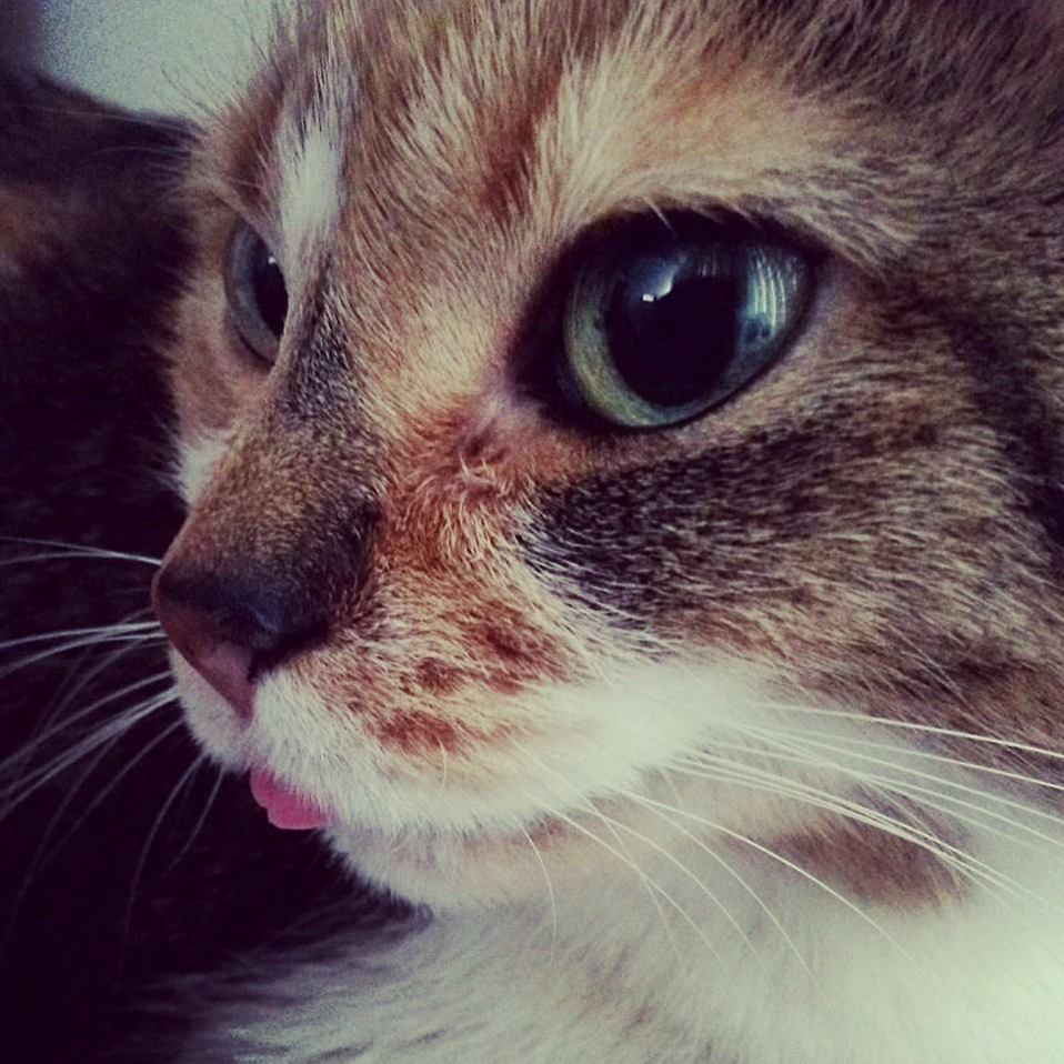 Woke Up to Jeanette Sitting Like This in Front of My Face.