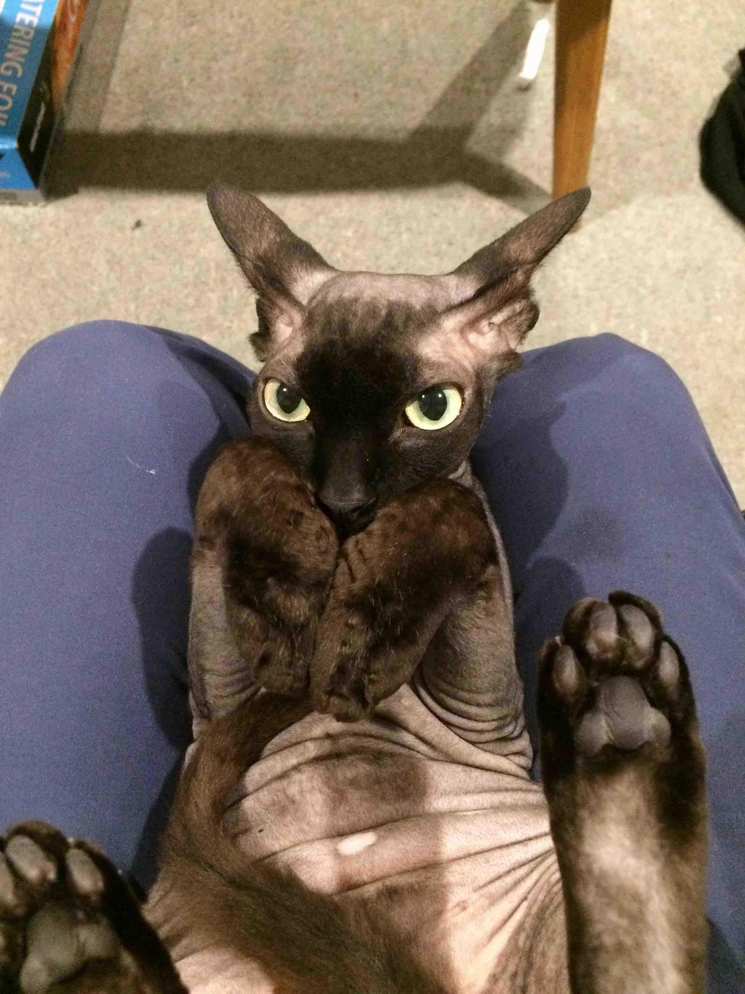 X-post from Rcats. They Loved This Pic of Tok. She Doesnt Grab Your Hand When You Scratch Her Belly.