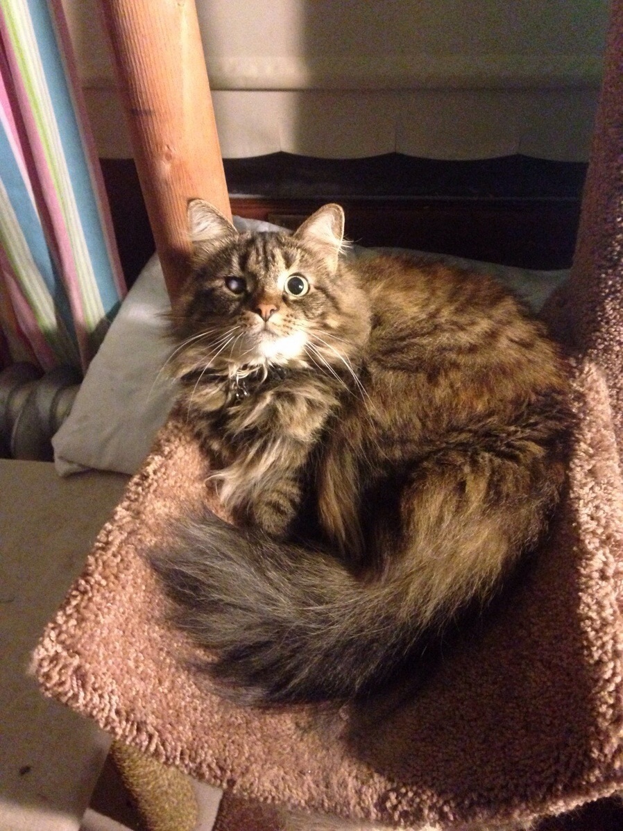 Yes May I Help You