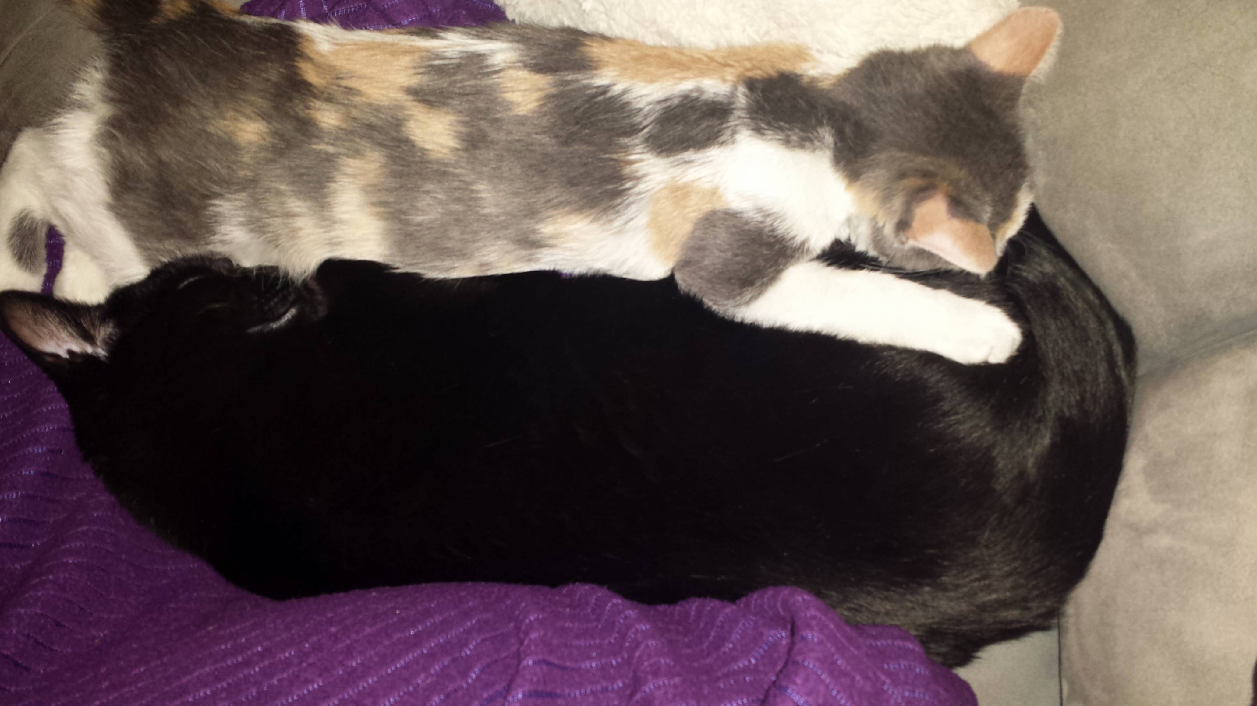 Ying and Yang