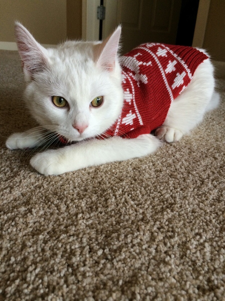 You Ve Cat to Be Kitten Me Right Meow