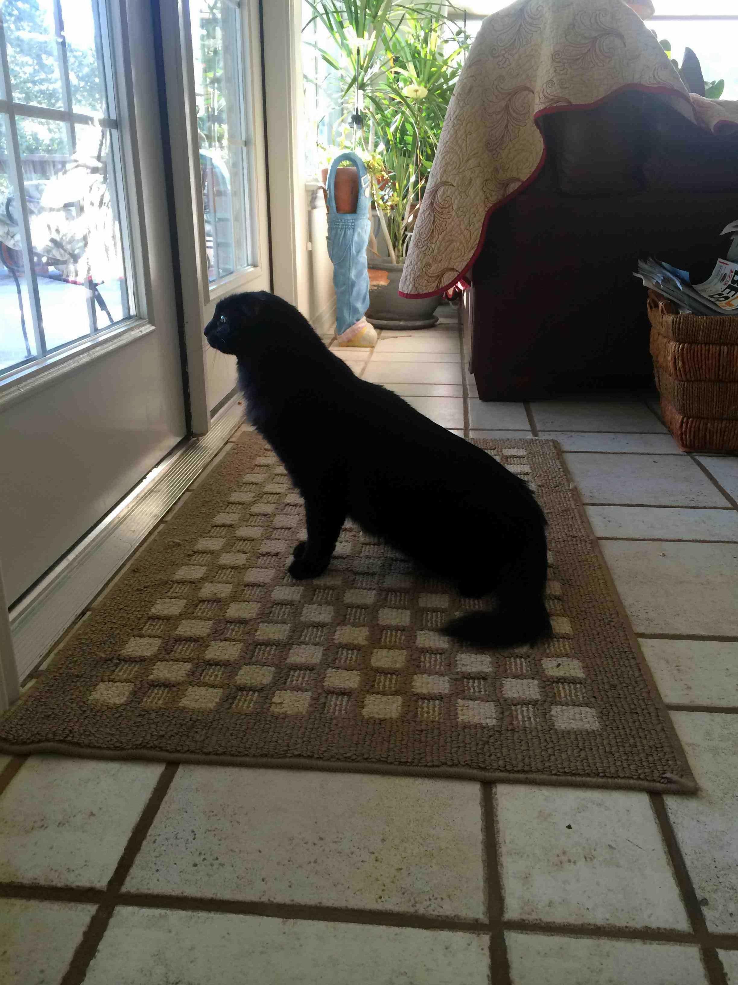Ziggy Sees a Squirrel Outside and Went Into Seal Mode