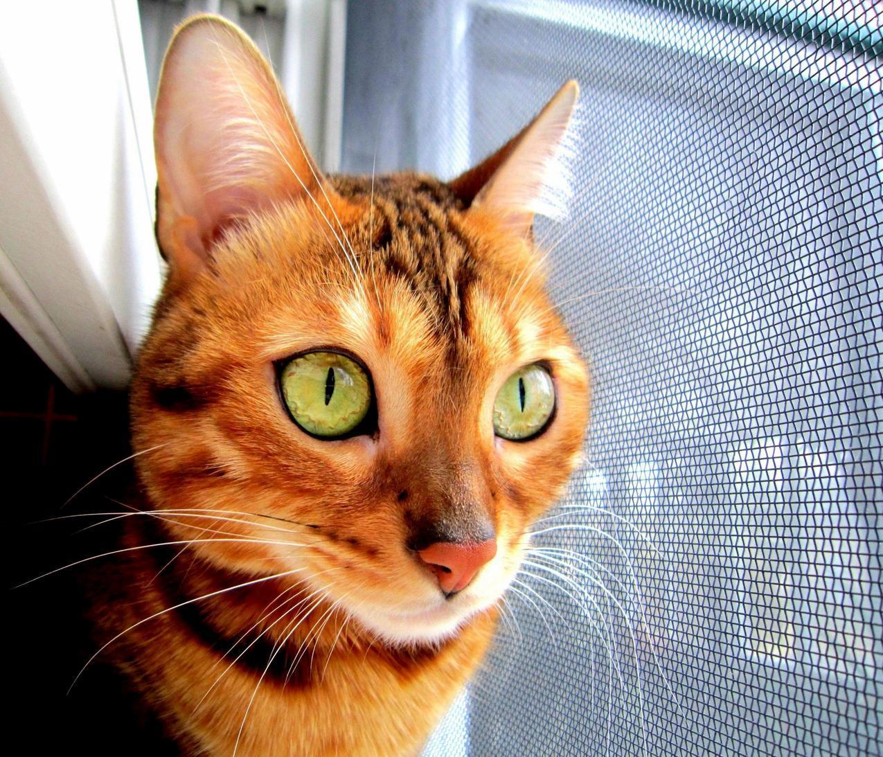 Zoes Eyes Have a Cool Pattern