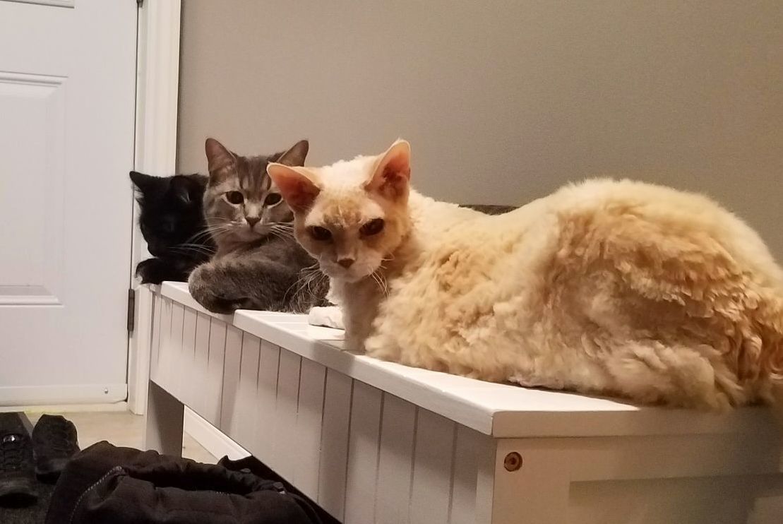 3 Best Buds Just Chillin