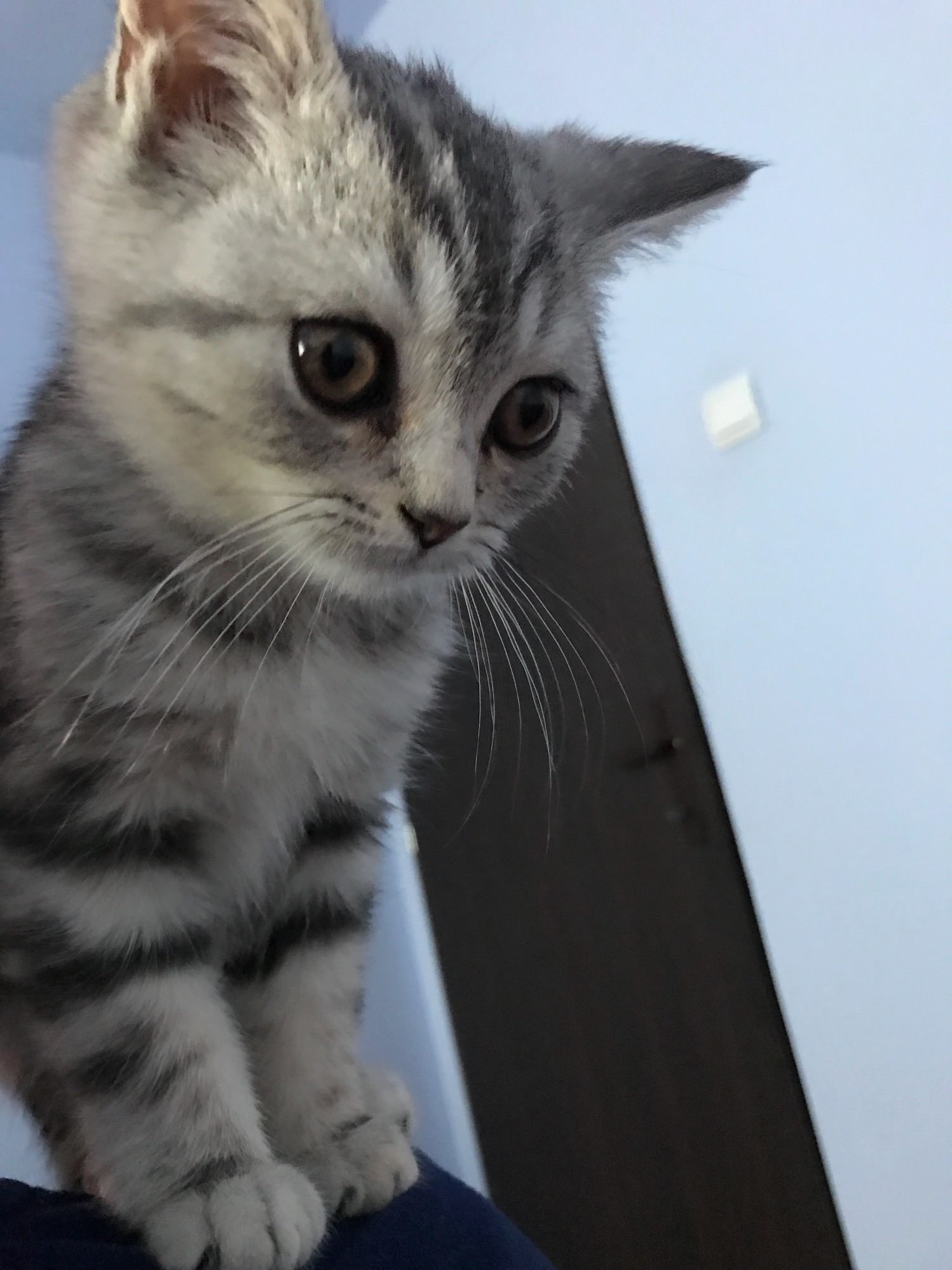8 Weeks Silver Tabby , Need Some Help