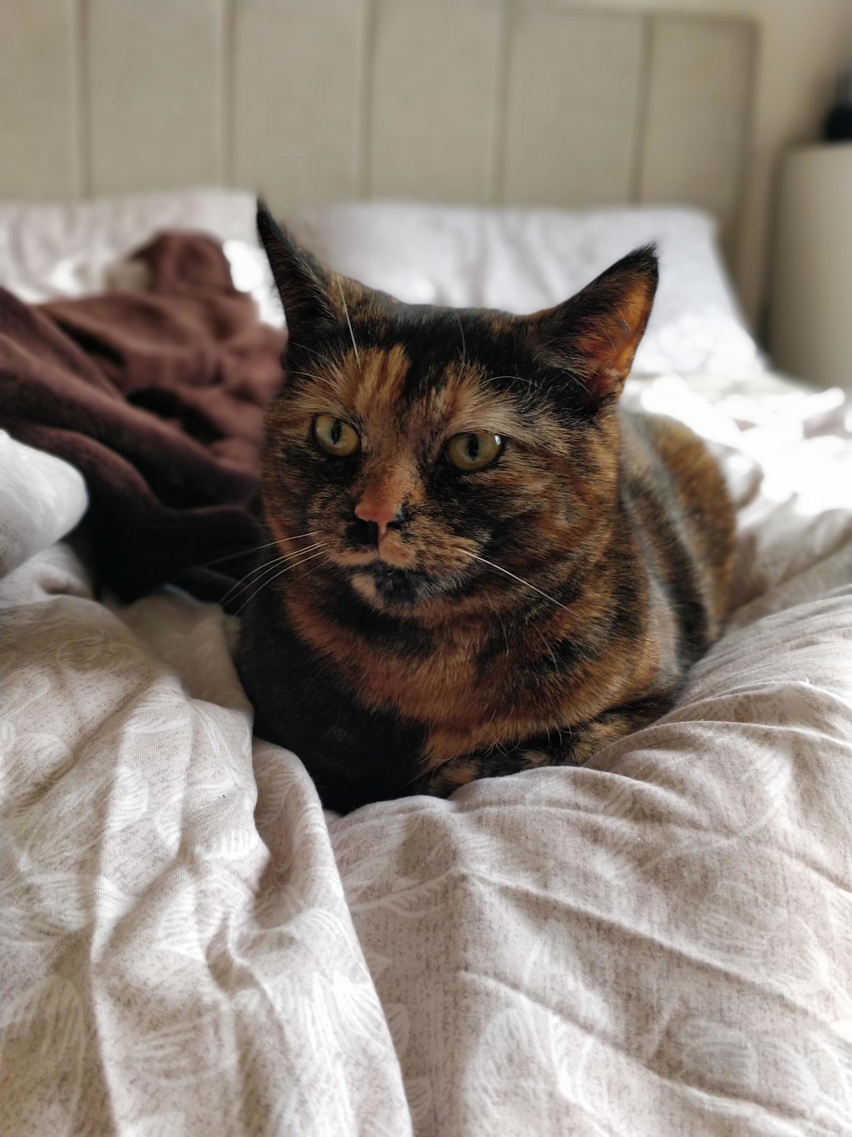 A cat sitting in the classic loaf position with paws tucked under