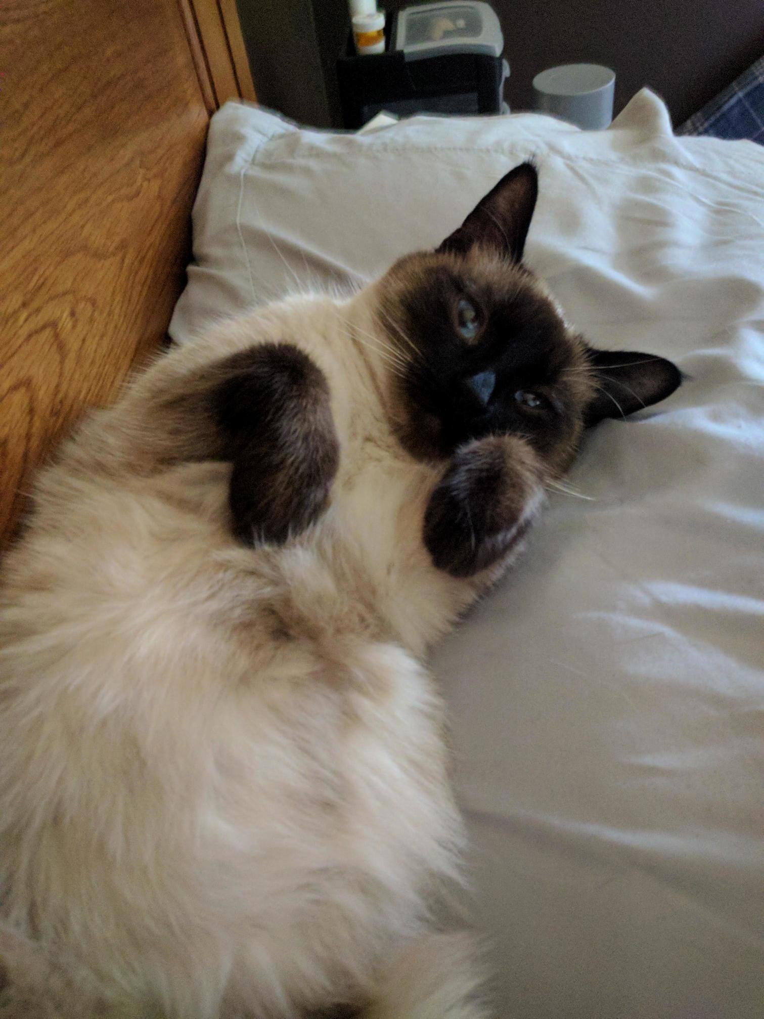 Adopted This Precious Siam from the Humane Society.