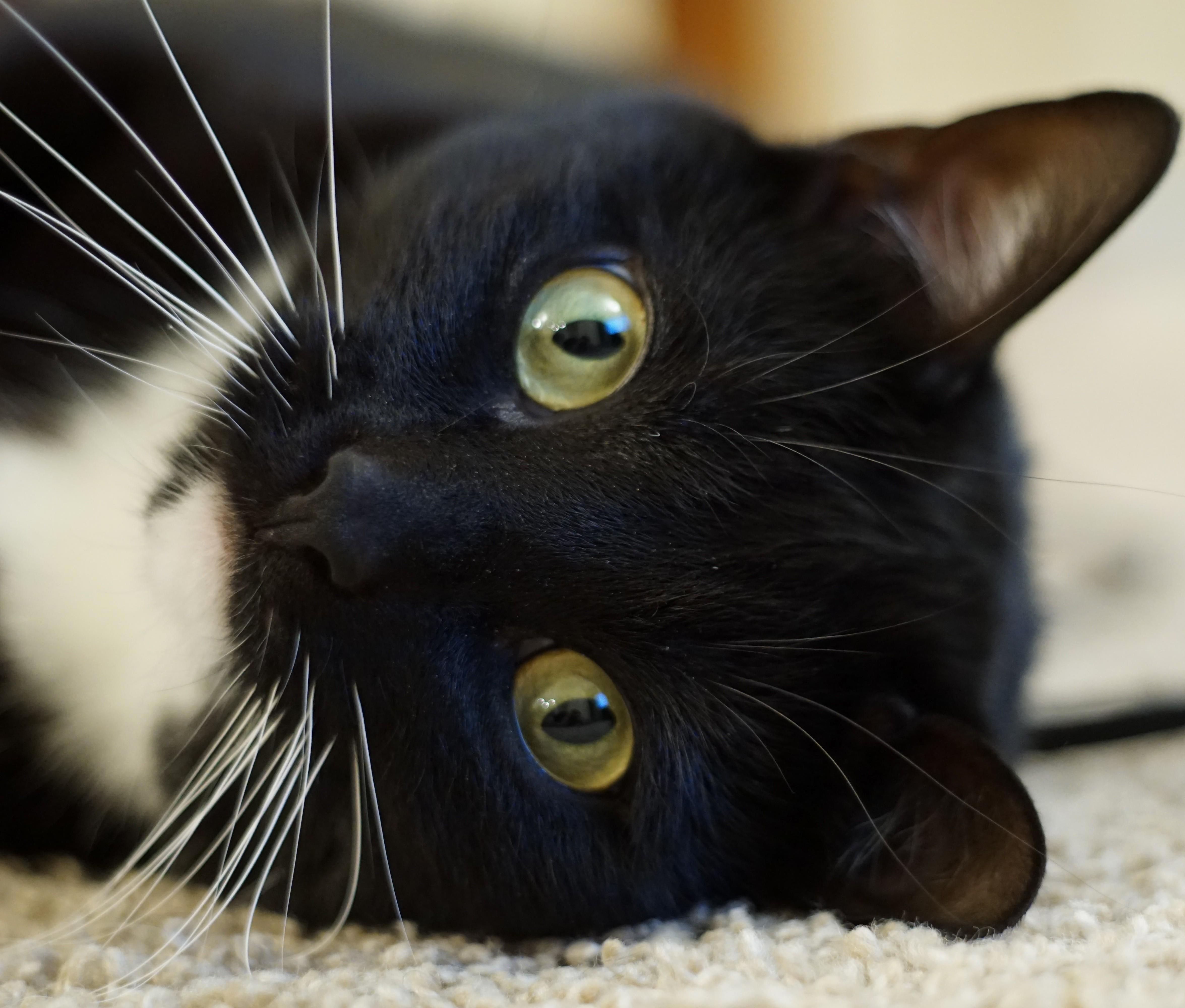 Adopting This Cutie Was One of the Best Decisions I Have Made