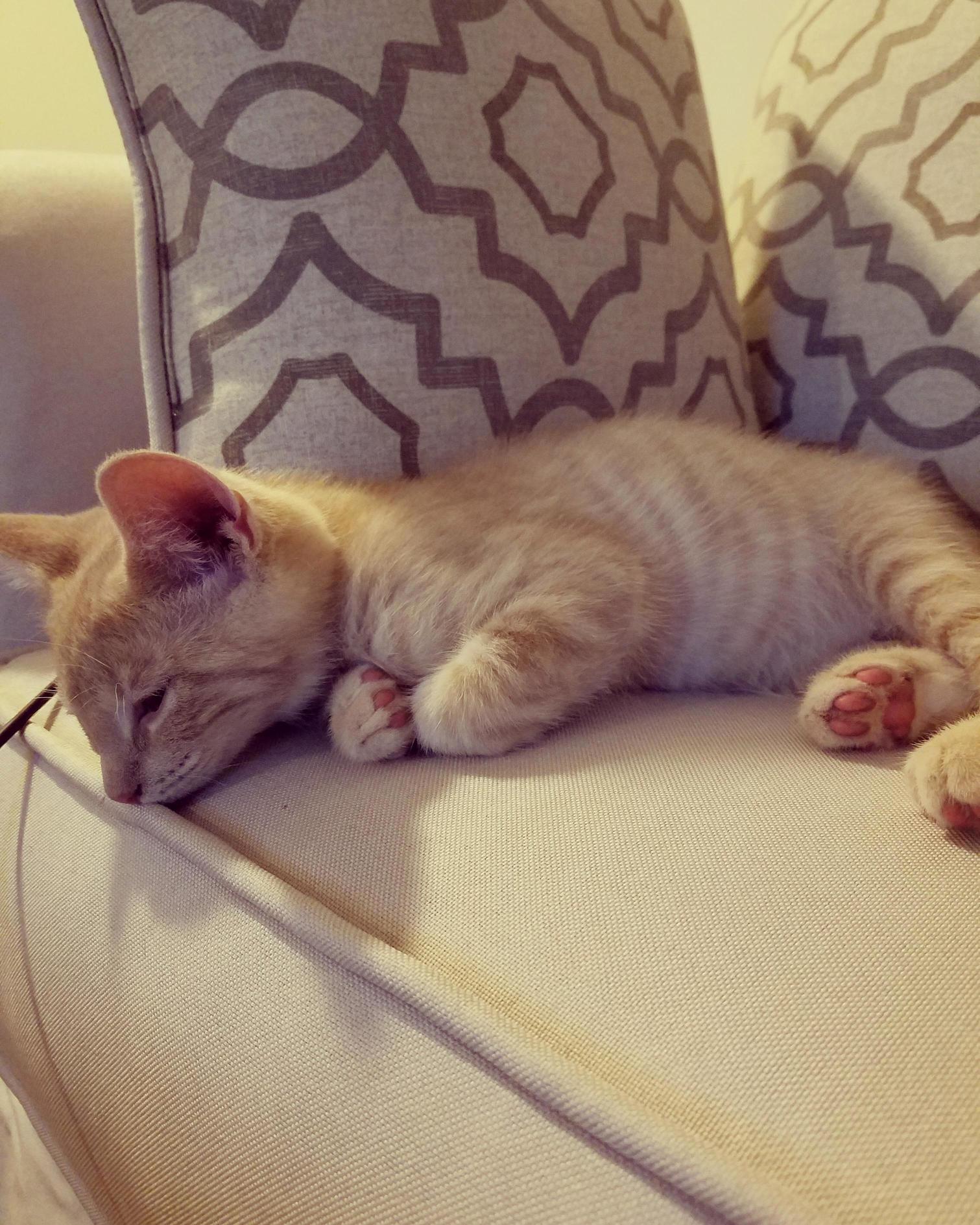 After 4 Hours, This Little Spaz Has Almost Worn Himself Out. Everyone, I Introduce to You My Sleepy New Kitten, Church.