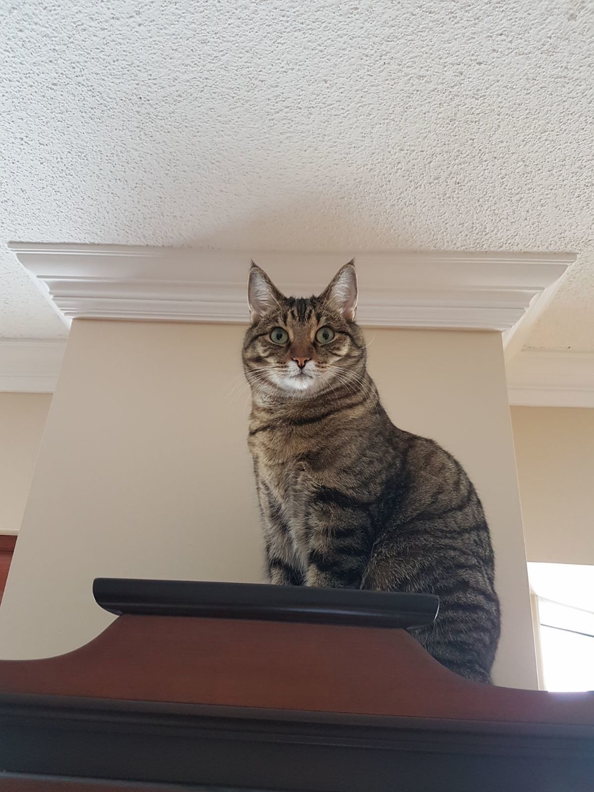 Amadeo Is King of the Condo