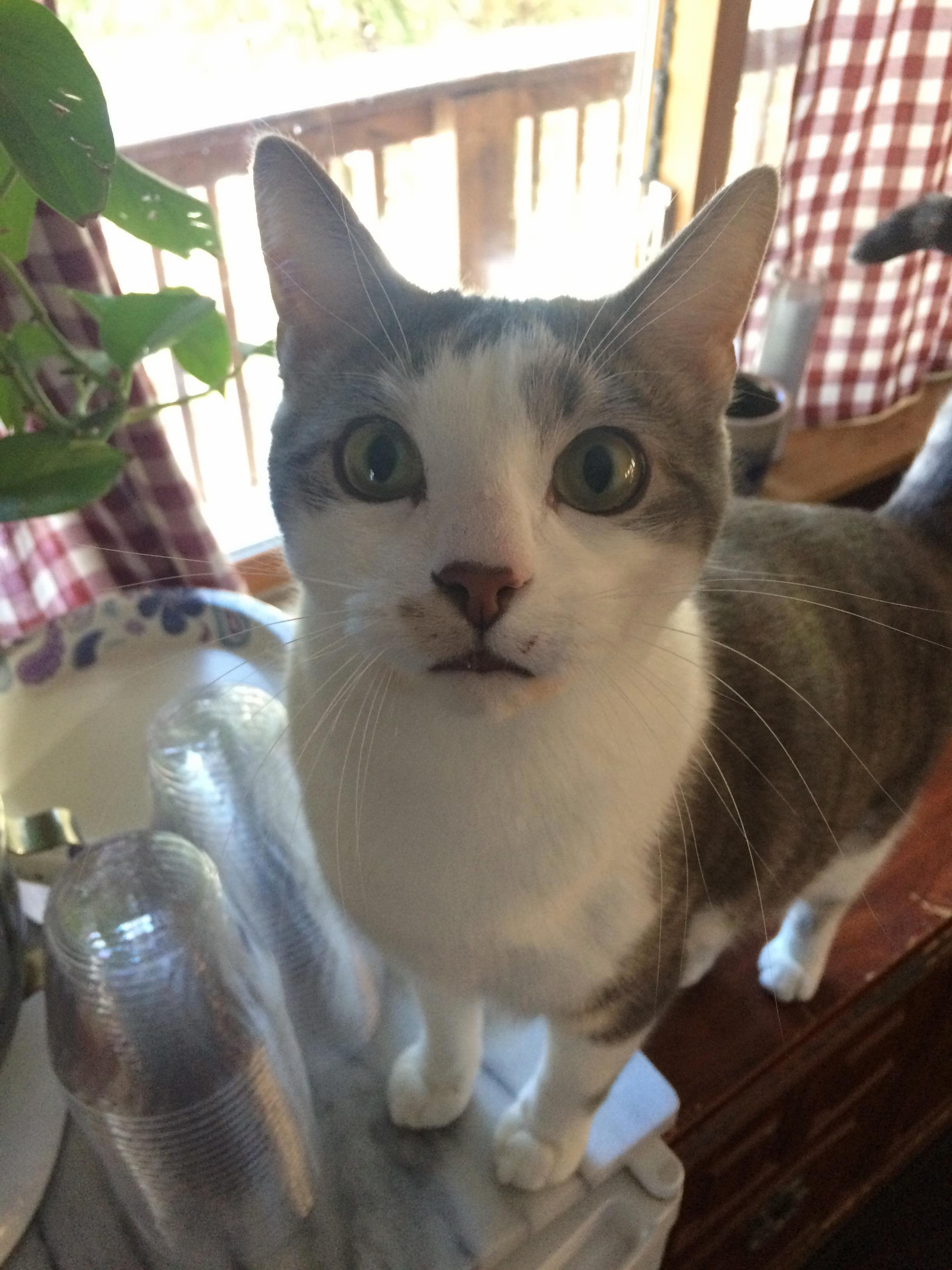 Andre Looking Concerned About the Camera.