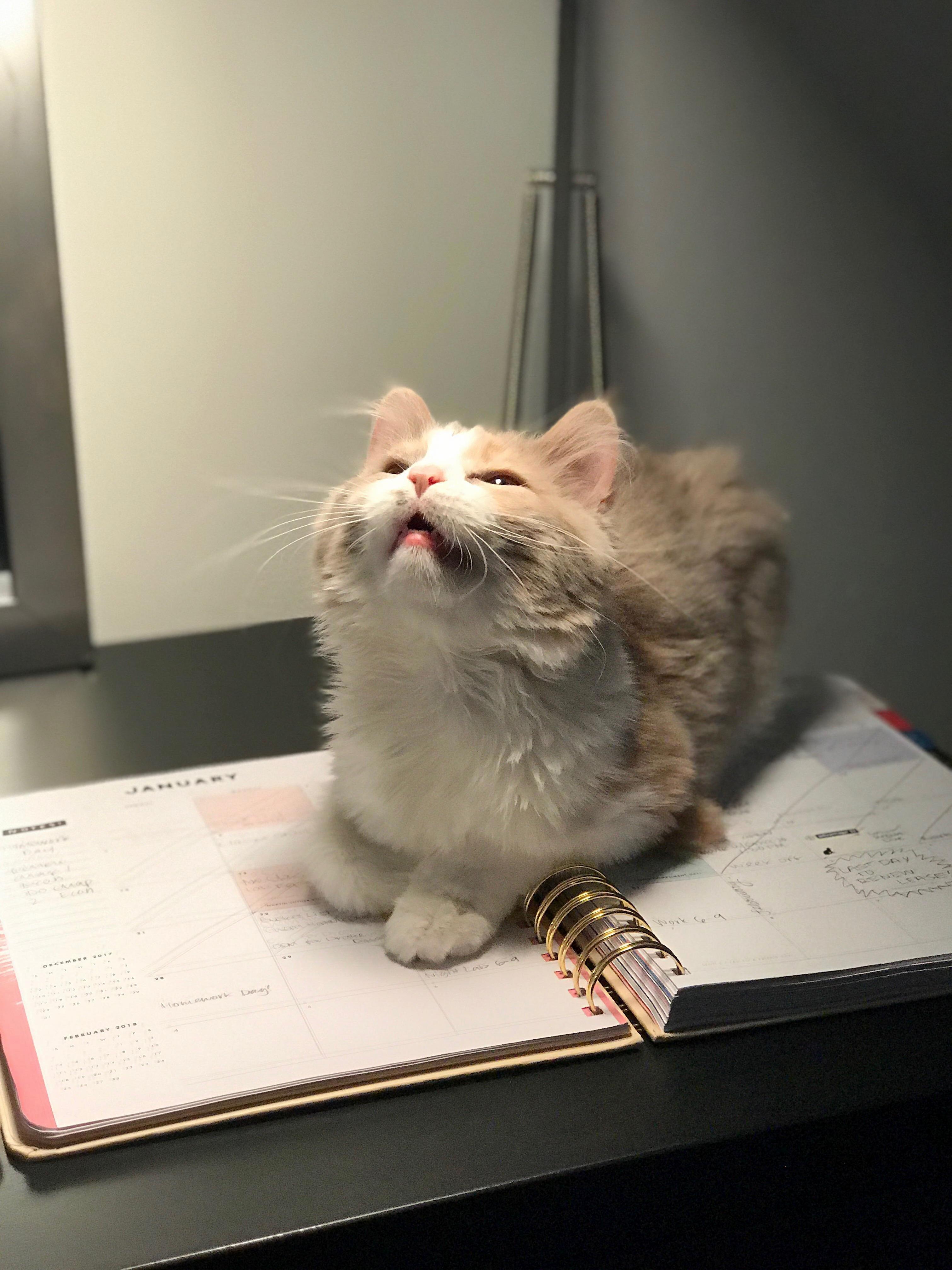 Ann Purrkins Is Extremely Photogenic
