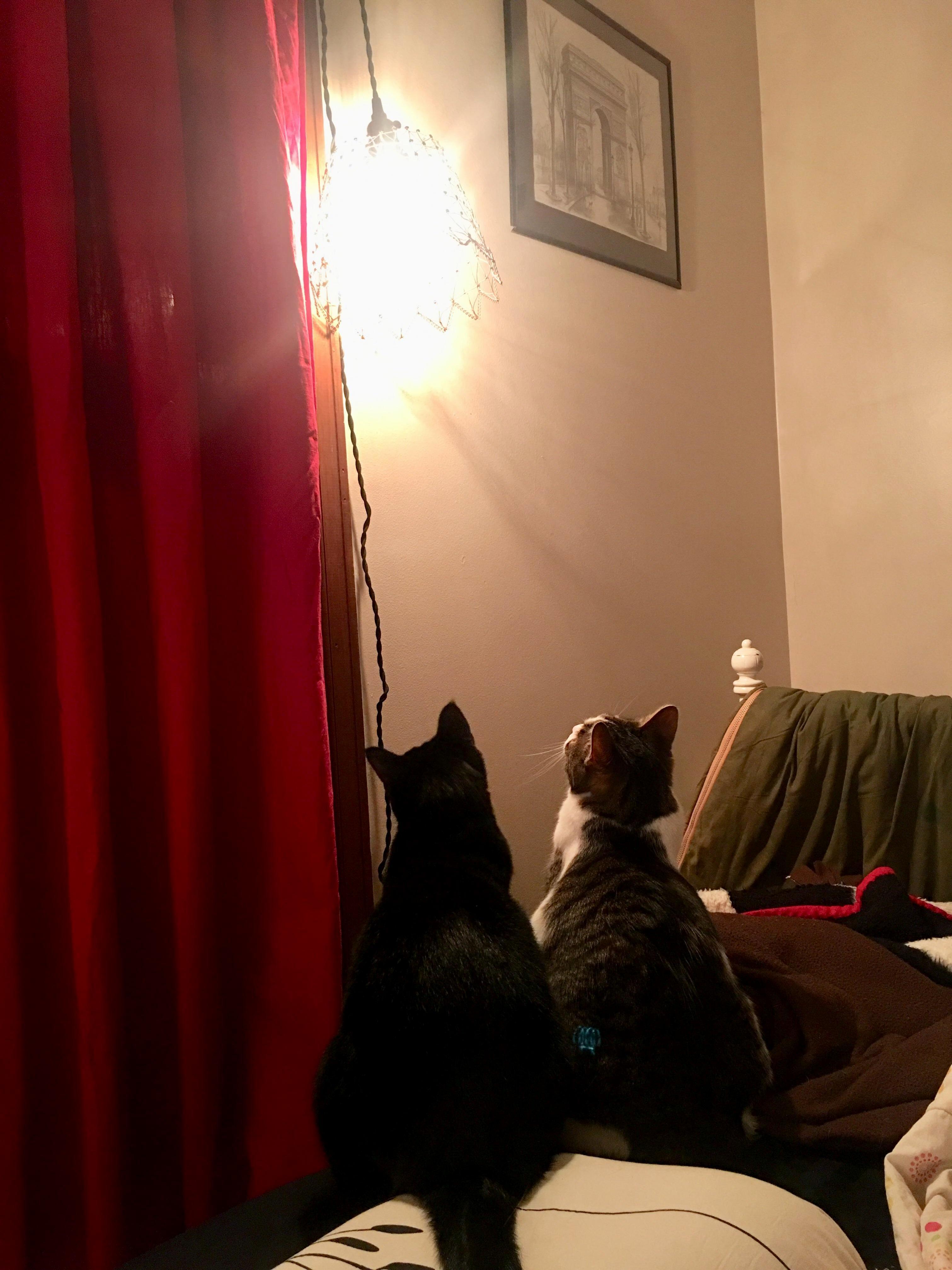 Apparently Theres a Bug in My Bedroom