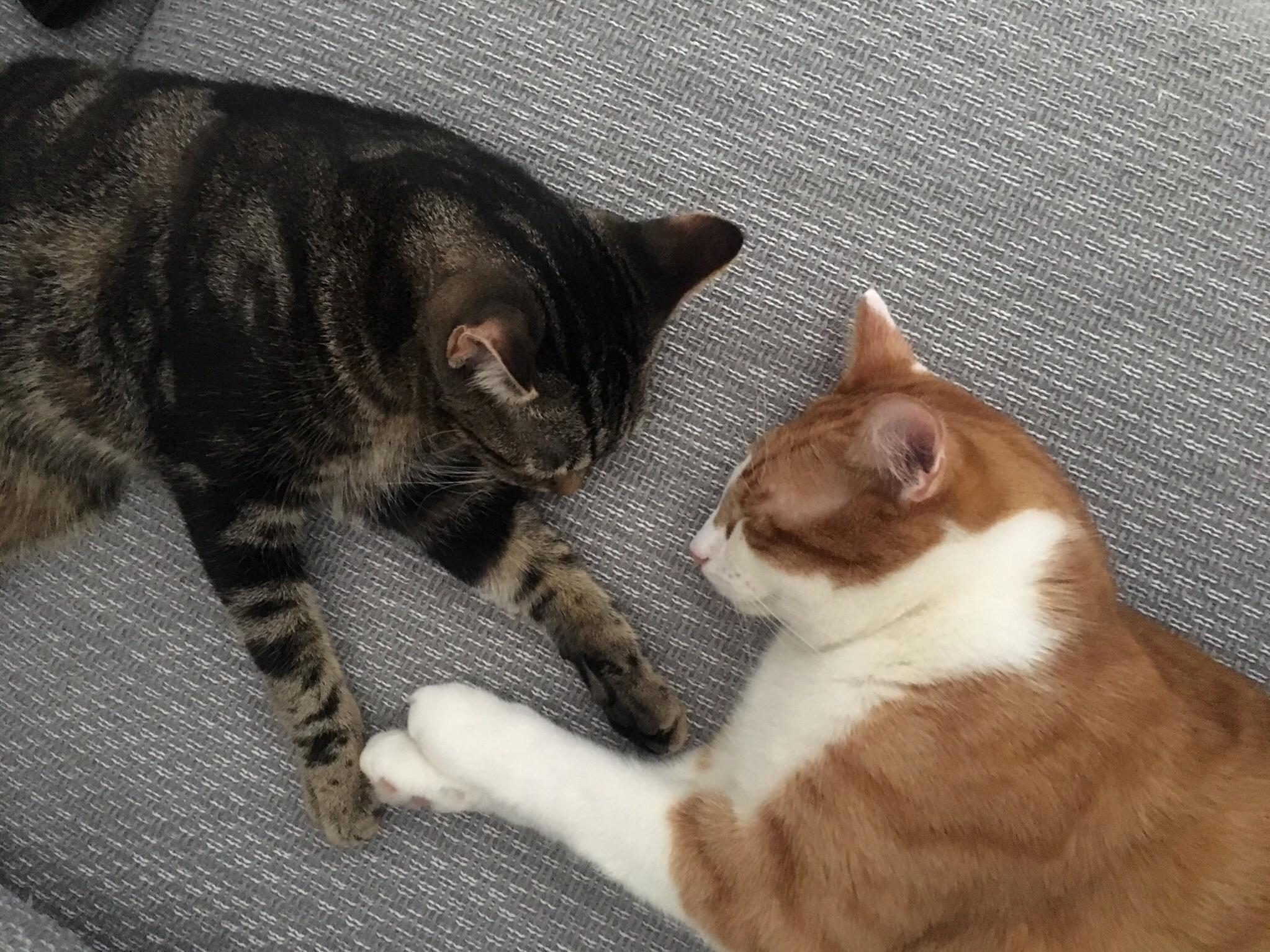 As Close to Cuddles As You Can Get
