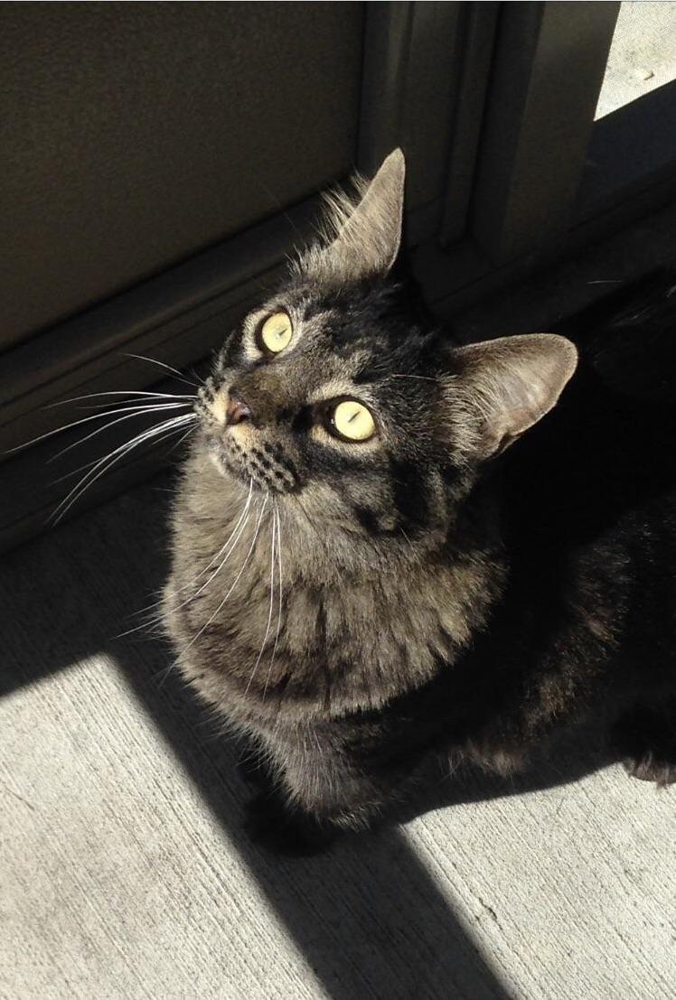 As Requested, Nox As He Is Now, with No Complications from His Broken Leg Other Than It Slightly Turns Out.