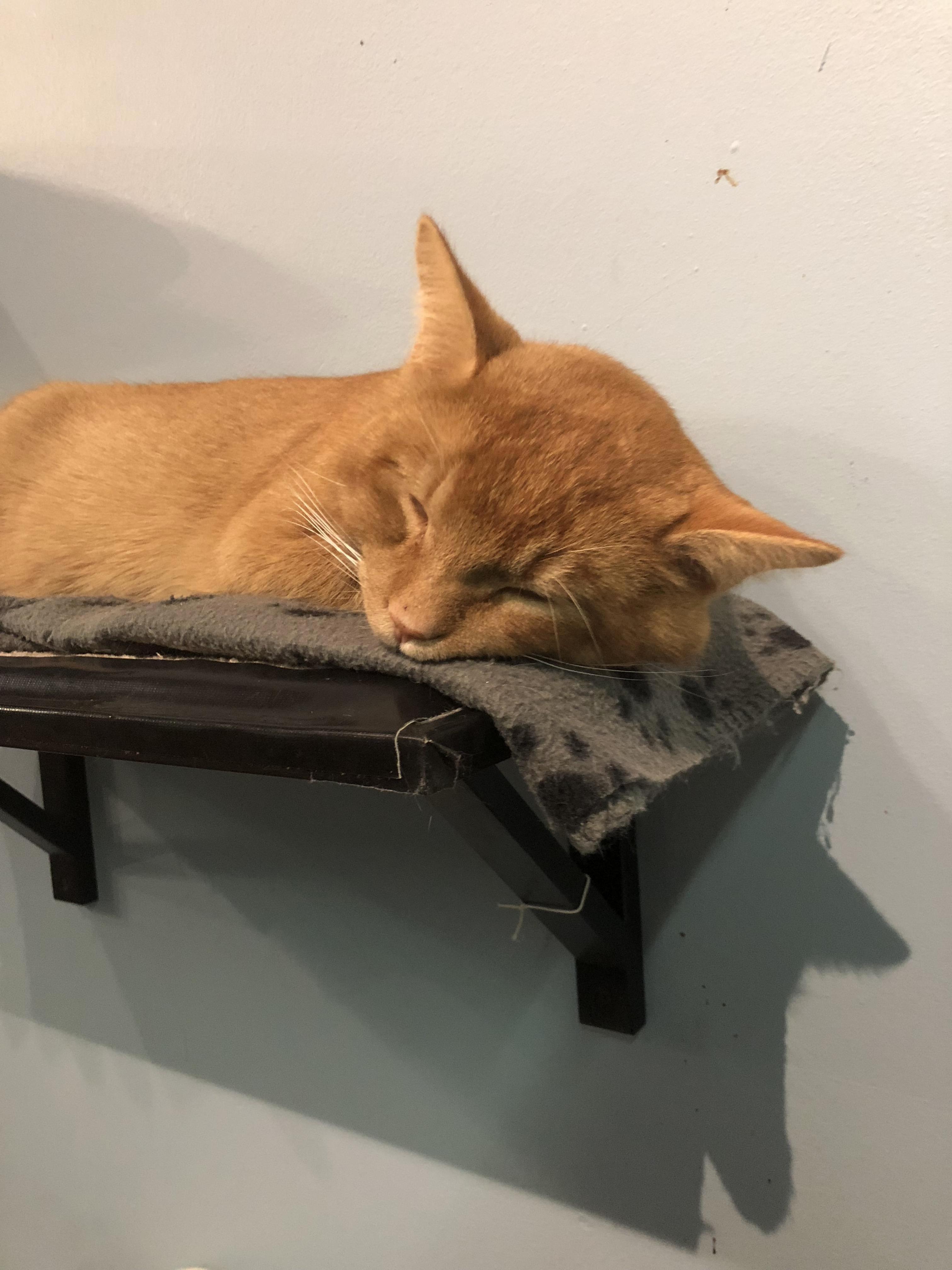 At the Cat Cafe