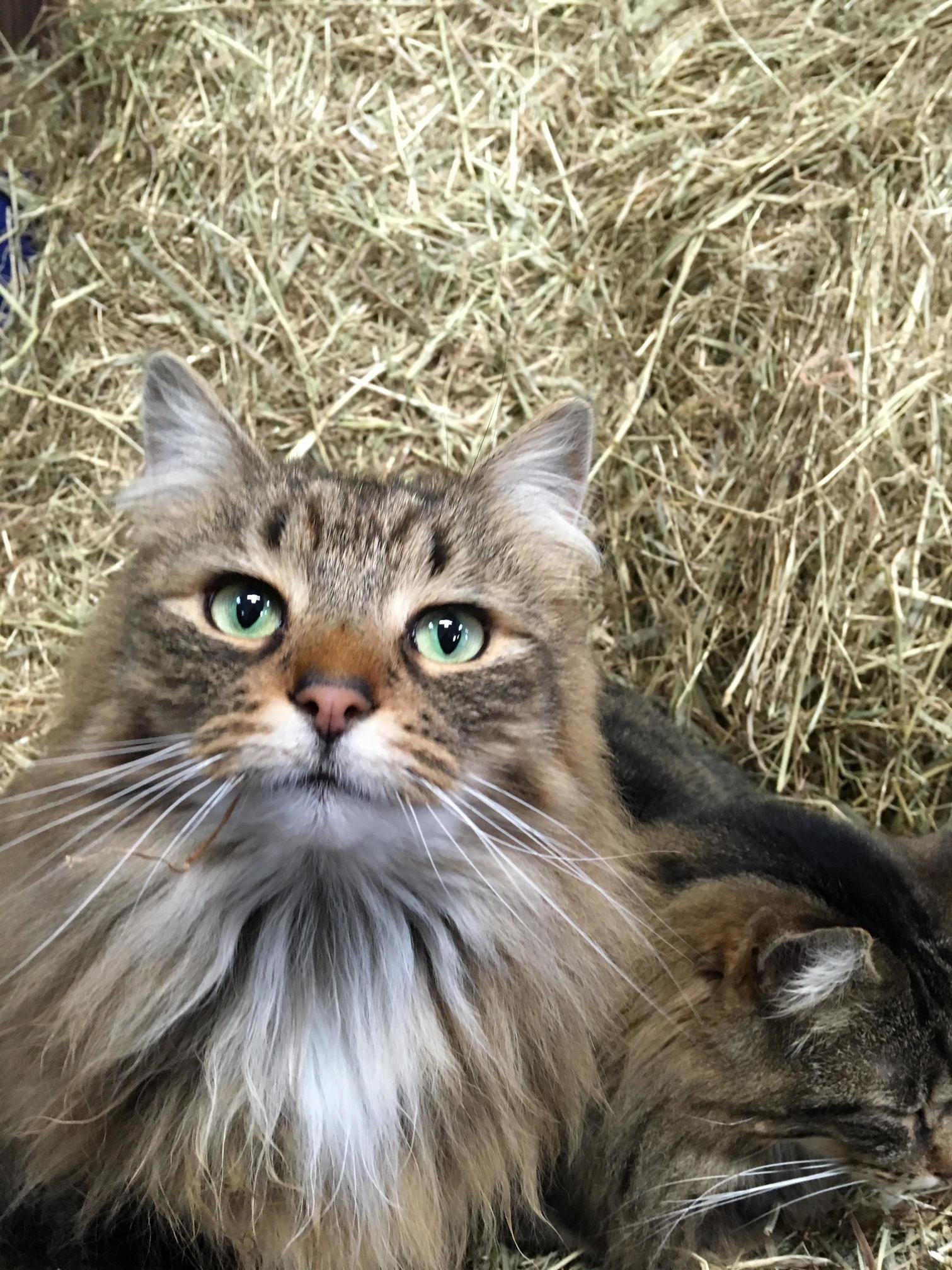 Attention for Meow