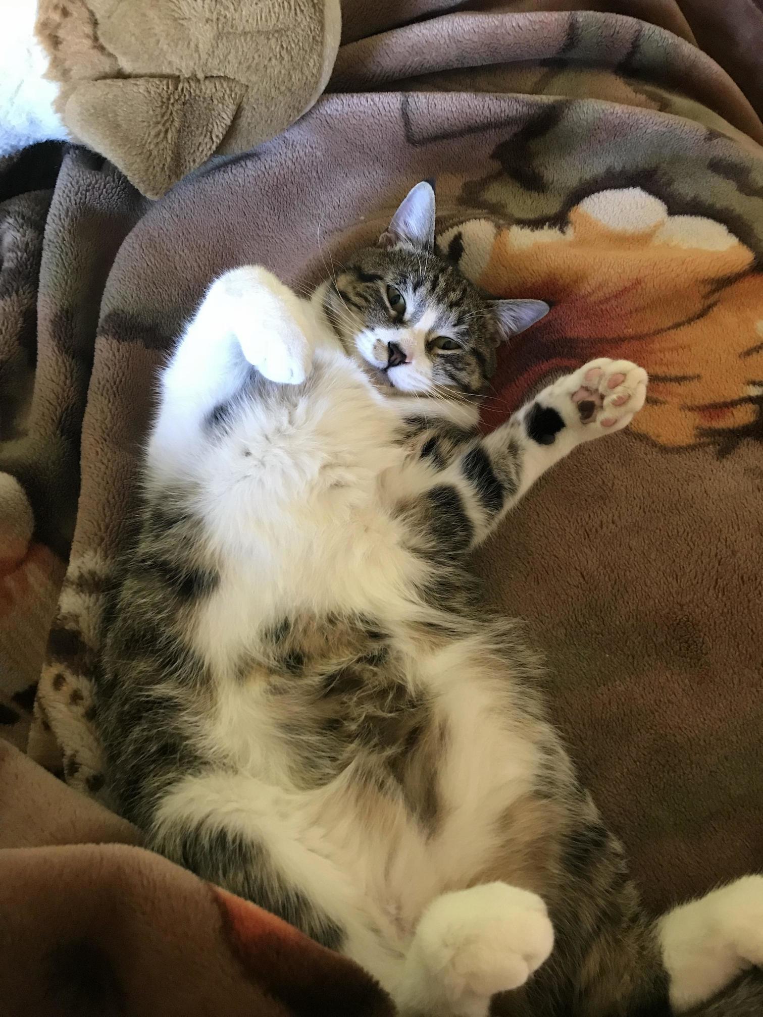Atticus Doesnt Care for Football